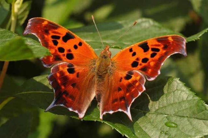 rare-butterflies: Question mark
