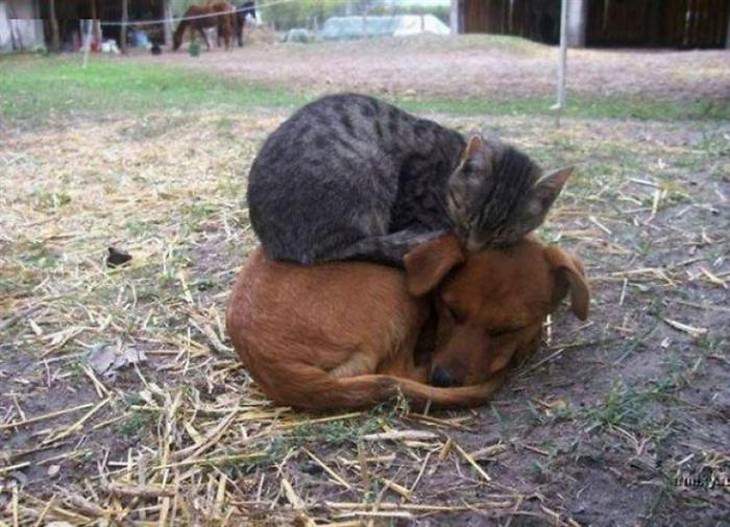 animals, hugging, cute
