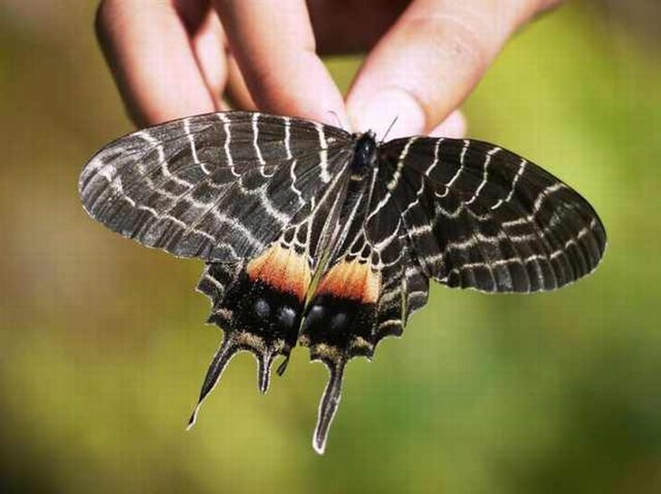 rare-butterflies: Bhutan Glory