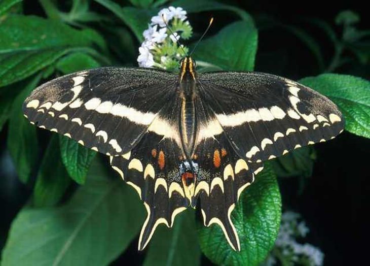 rare-butterflies: Schaus' Swallowtail