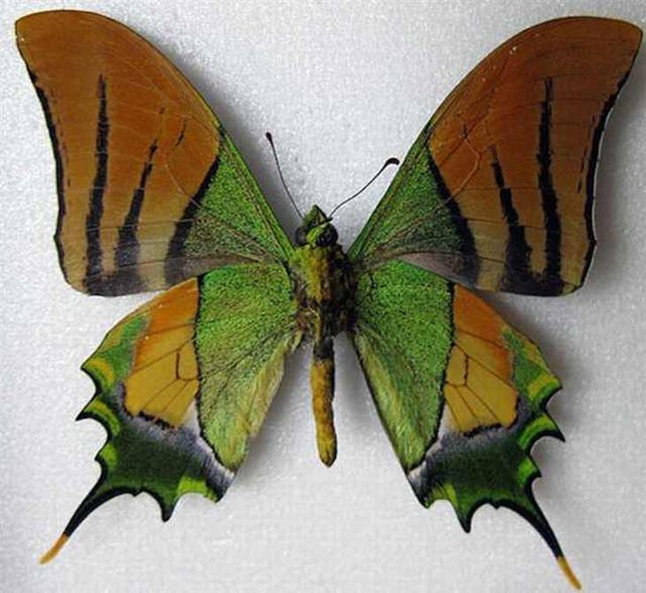 rare-buterfly: Golden Kaiser-i-Hind