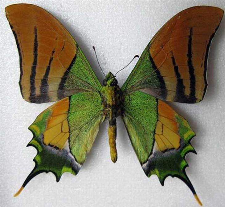 rarest butterfly in the world