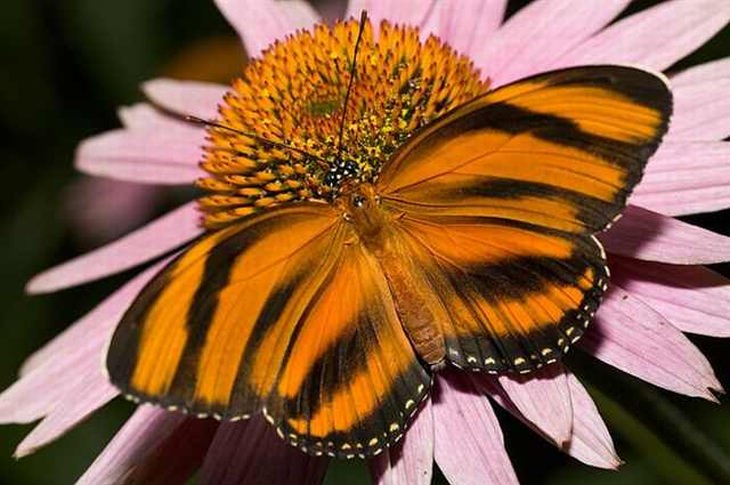 rare-butterflies: Banded Orange Tiger
