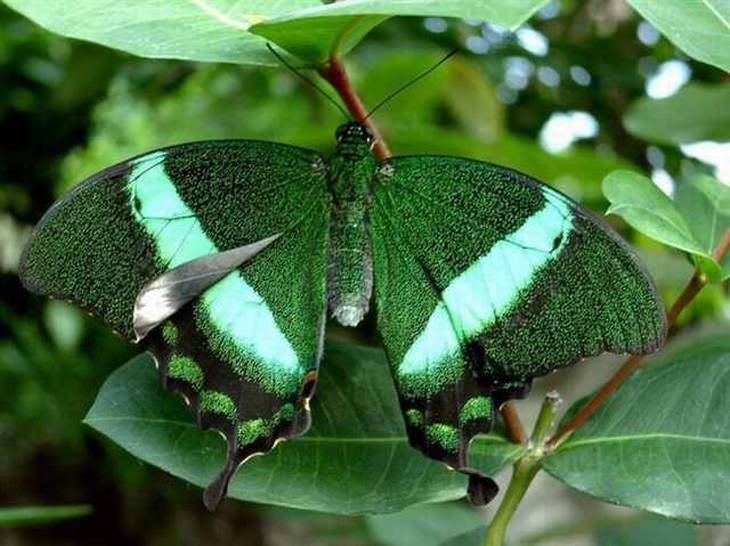 rare-butterflies: Banded Peacock