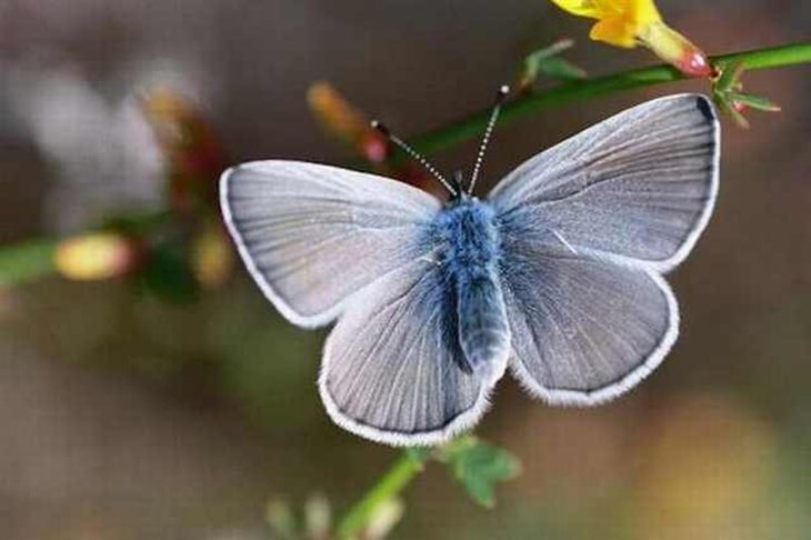 rare-butterflies: Palos Verdes Blue