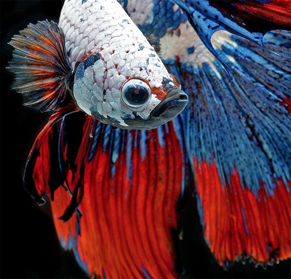 these-colorful-siamese-fighting-fish-look-like-rai