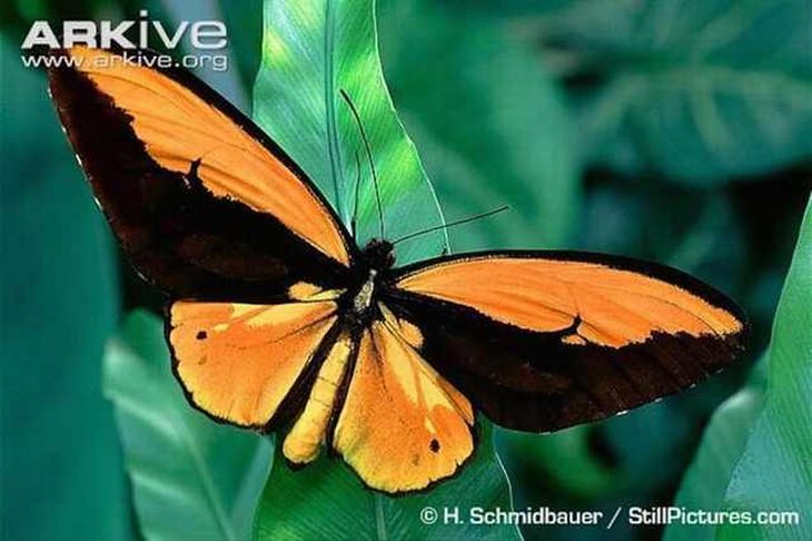 rare-butterflies: Wallace's Golden Birdwing