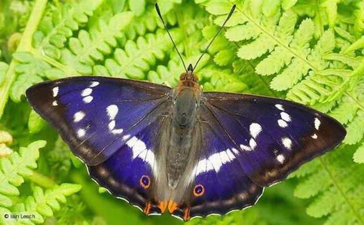 41 Stunningly Beautiful and Rare Butterflies