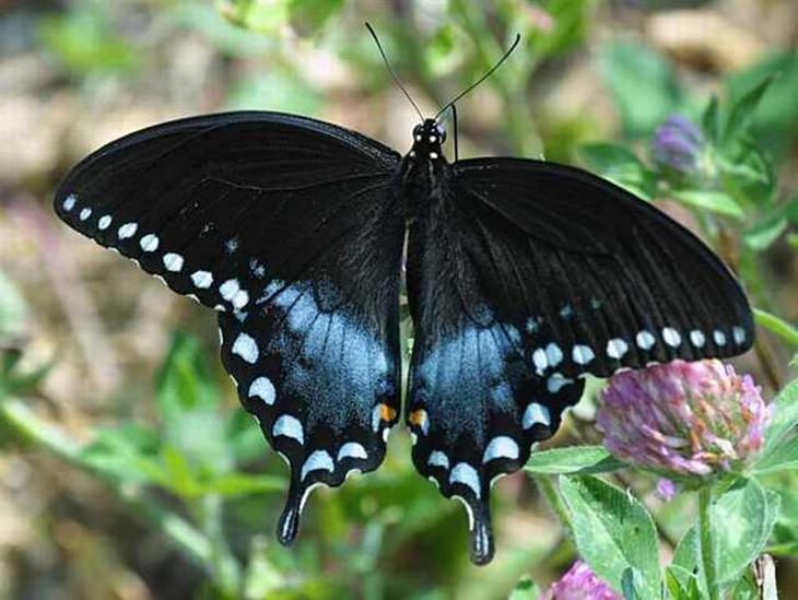 rare-butterflies: Spicebush Swallowtail