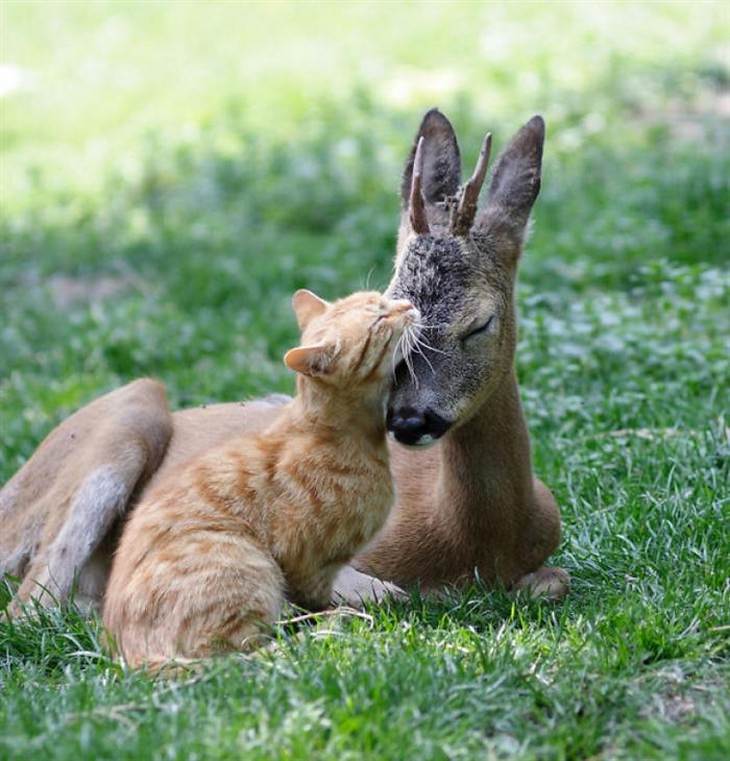 animals, hugging, cute