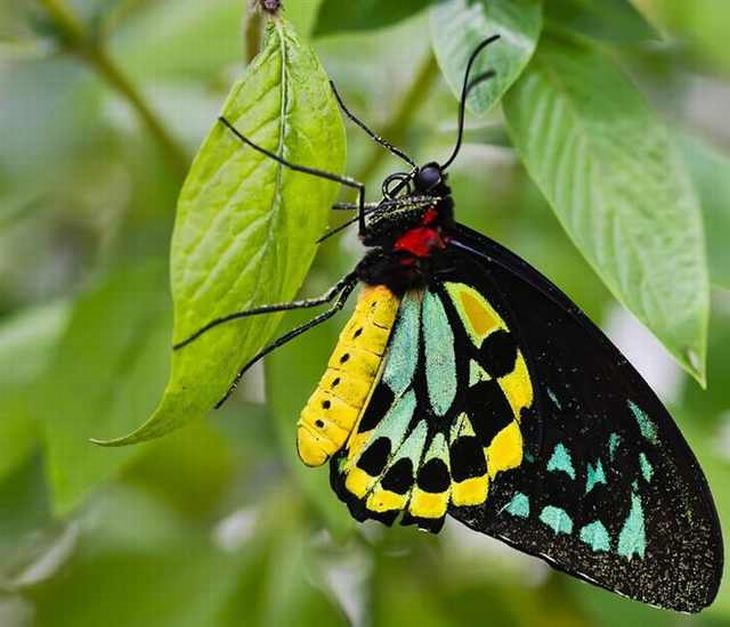 rare-butterflies: Richmond Birdwing