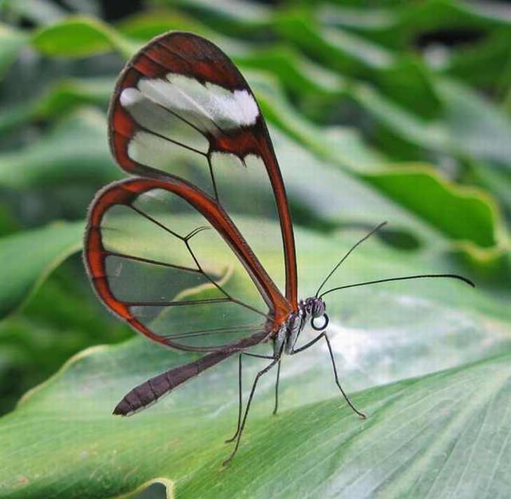 rare-butterflies: Glasswing