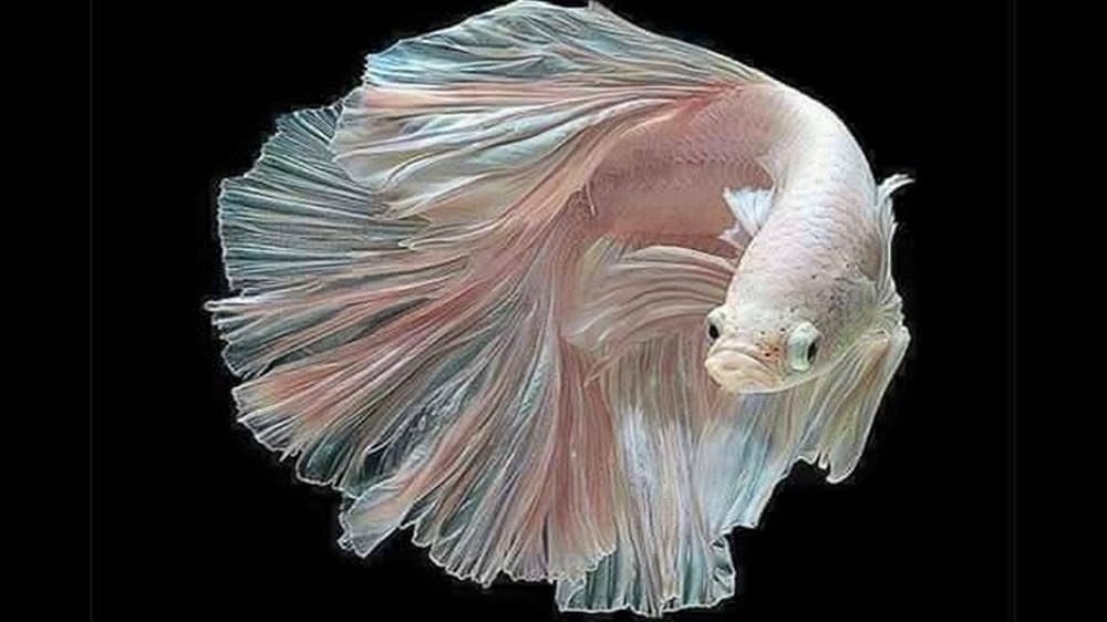 How Long Do Siamese Fighting Fish Live