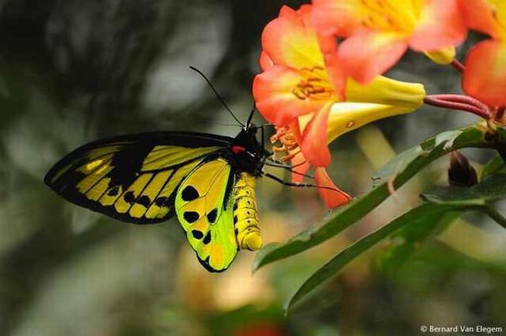 rare-butterflies: Chimaera Birdwing