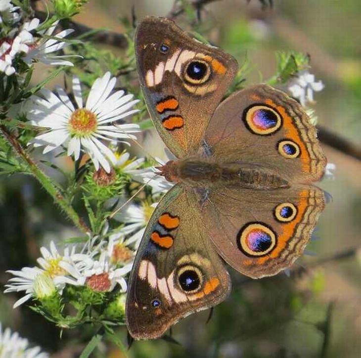 rare-butterflies: Common Buckeye