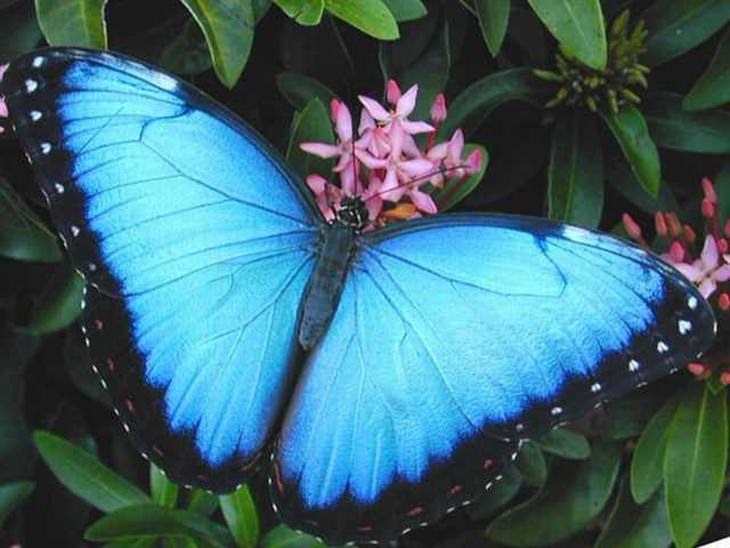 rare butterflies of the world