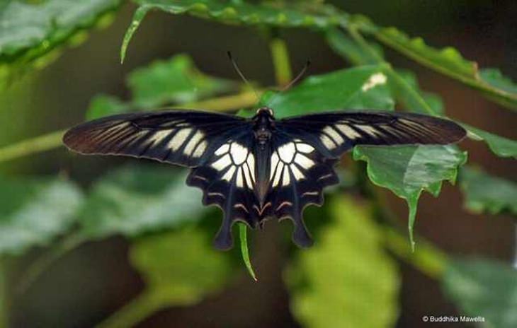 beautiful butterflies: bhutan glory