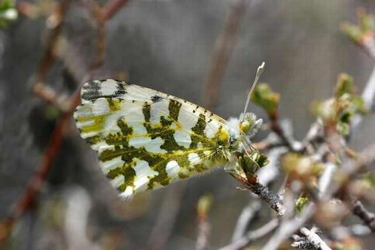 rare-butterflies: Island Marble