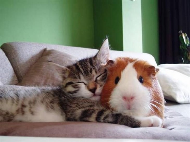 These Cute Animals Lie Together in Harmony