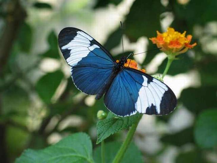 rare butterflies of the world