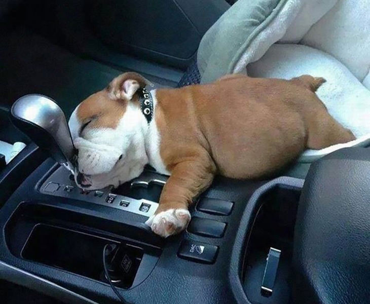 cute-animals-sleeping