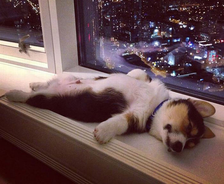 cute-animals-sleeping