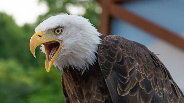 eagles, facts, amazing, beautiful, photos