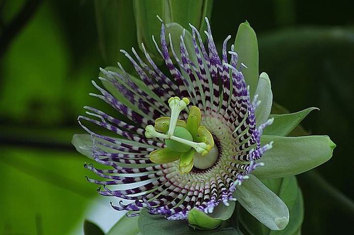 flowers for butterflies