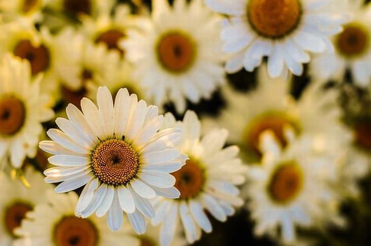 flowers for butterflies