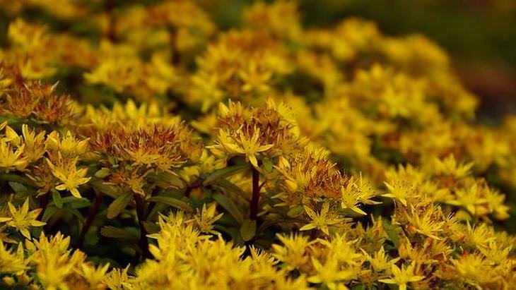 flowers for butterflies