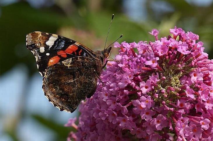 flowers for butterflies