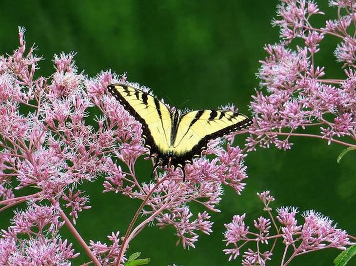 flowers for butterflies