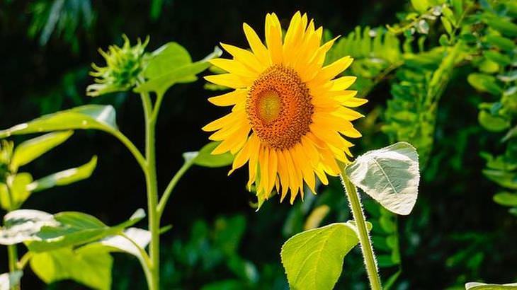 flowers for butterflies