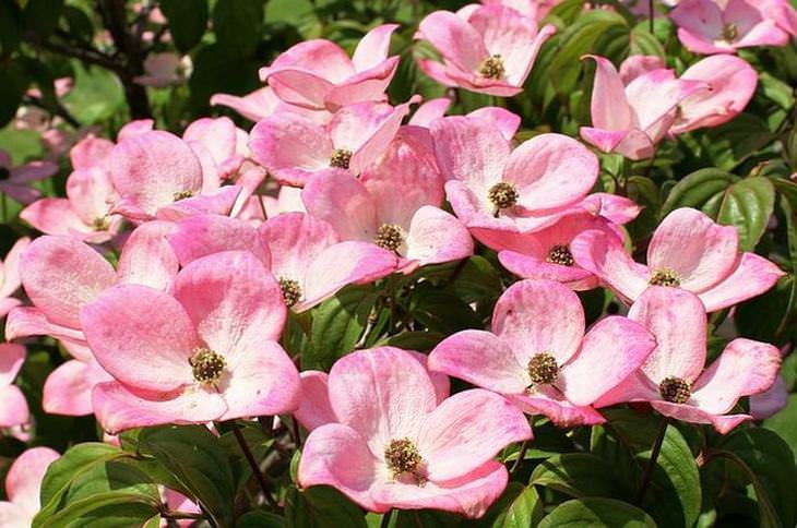 flowers for butterflies