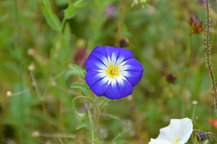 flowers for butterflies