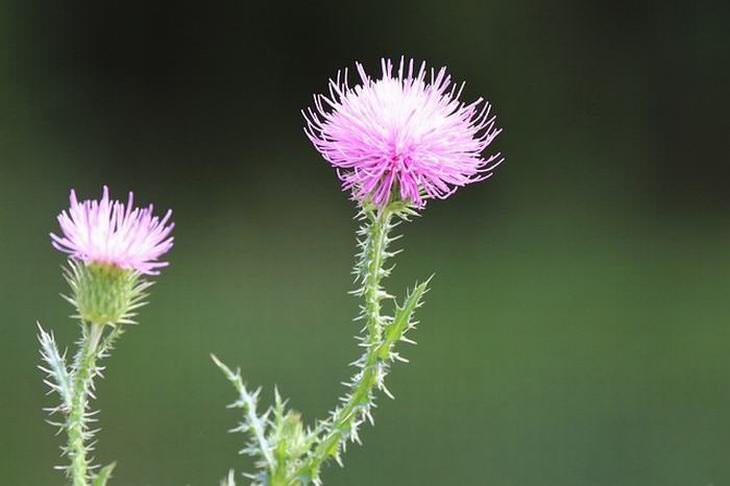 flowers for butterflies