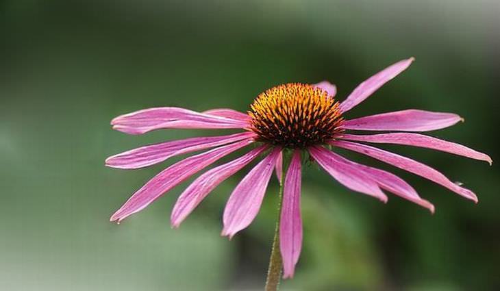 flowers for butterflies