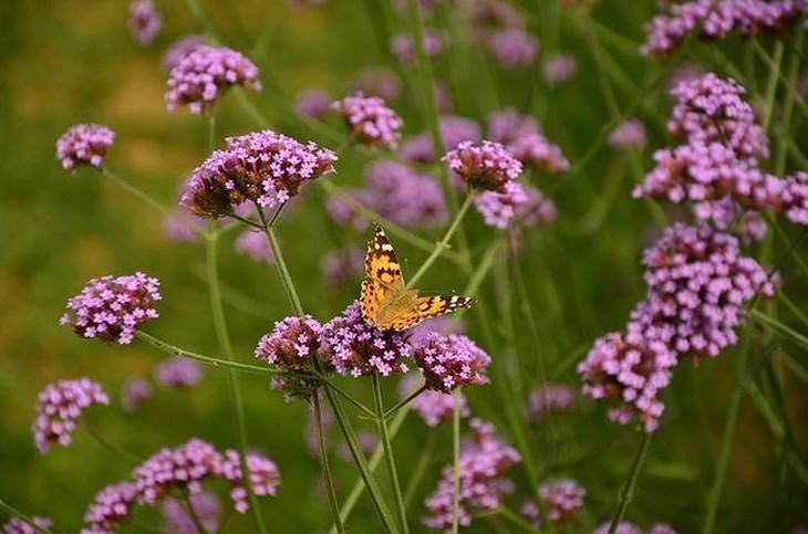 flowers for butterflies