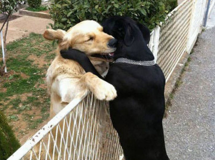 dogs-in-love