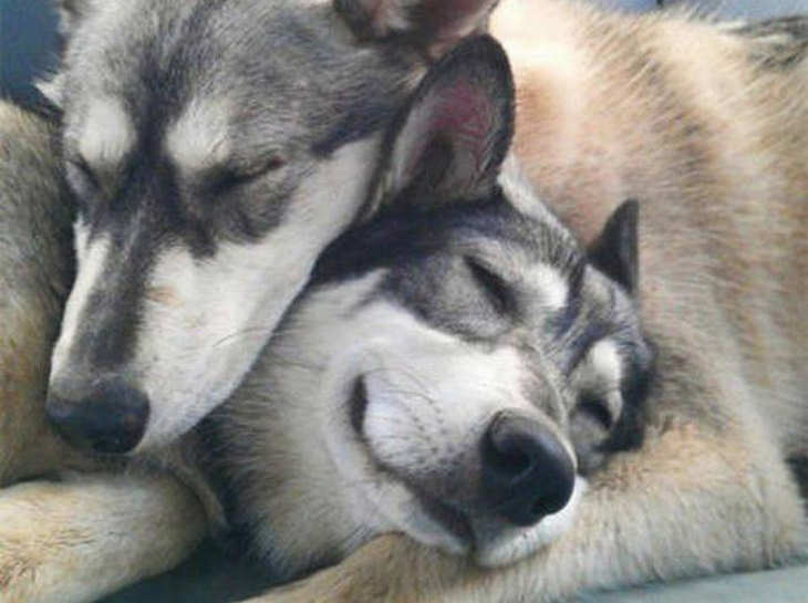 dogs-in-love