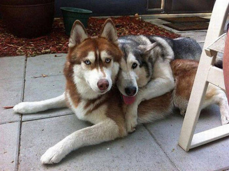 dogs-in-love