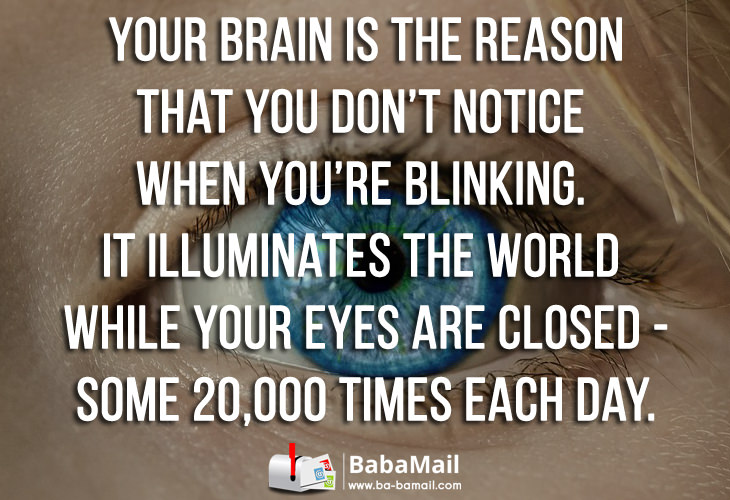 brain-facts