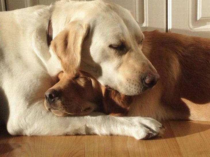 18 Adorable Pictures of Dogs Feeling the Love