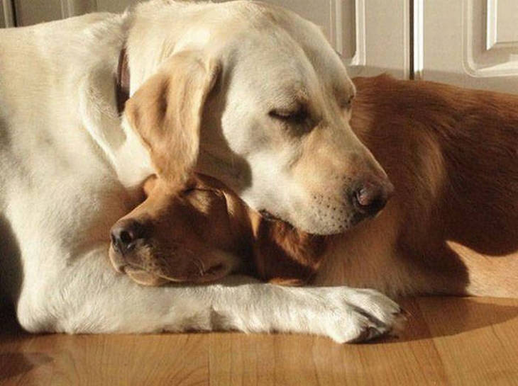 dogs-in-love