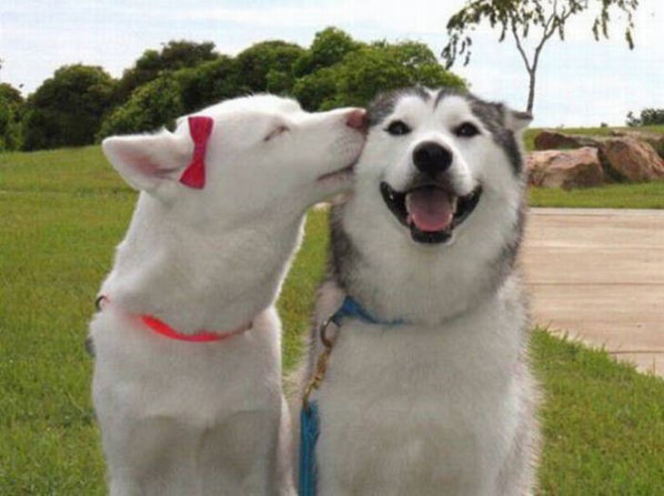 dogs-in-love