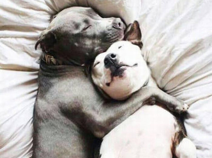 dogs-in-love