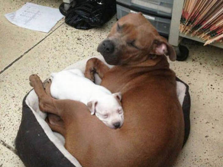 dogs-in-love