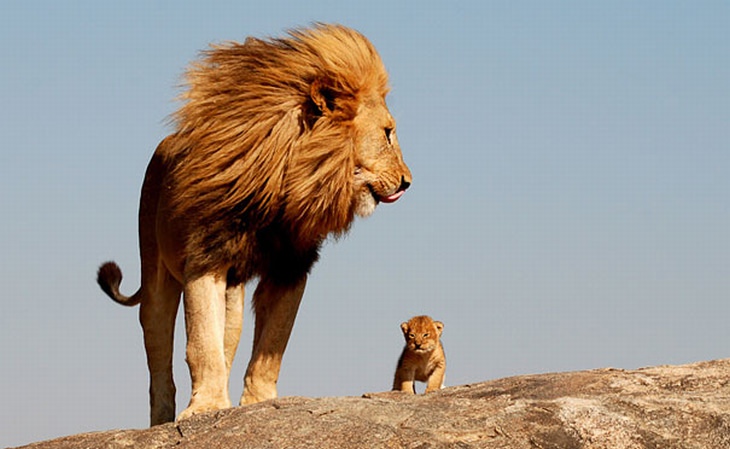 24 Cute Pictures of Baby Animals & Their Parents