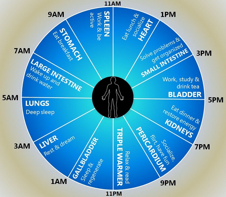 The Human Clock: How You Should Plan Your Day
