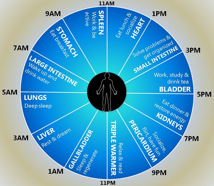 The Human Clock How You Should Plan Your Day